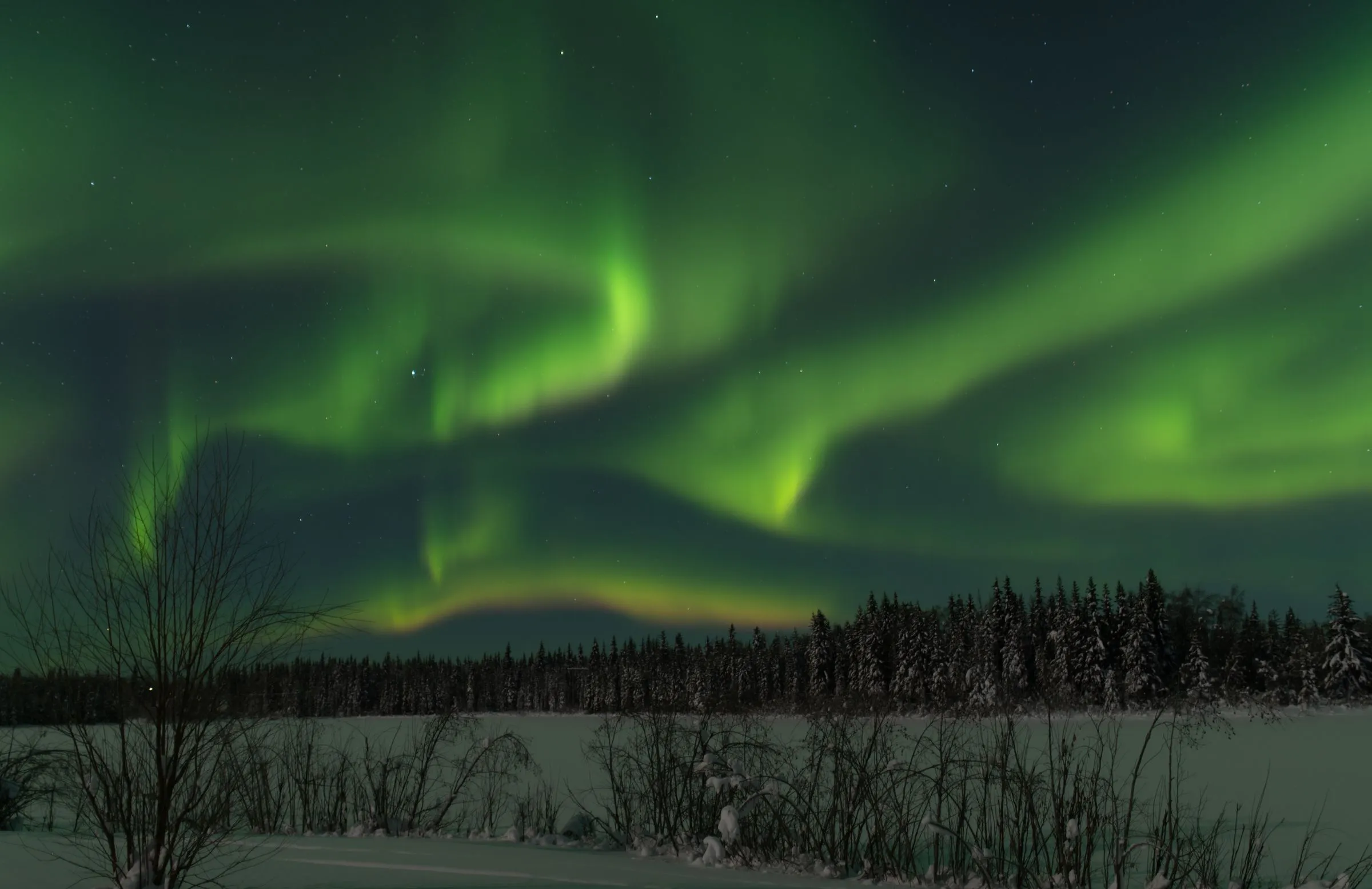 Green northern lights over a frozen lake and a line of snow-covered spruce trees